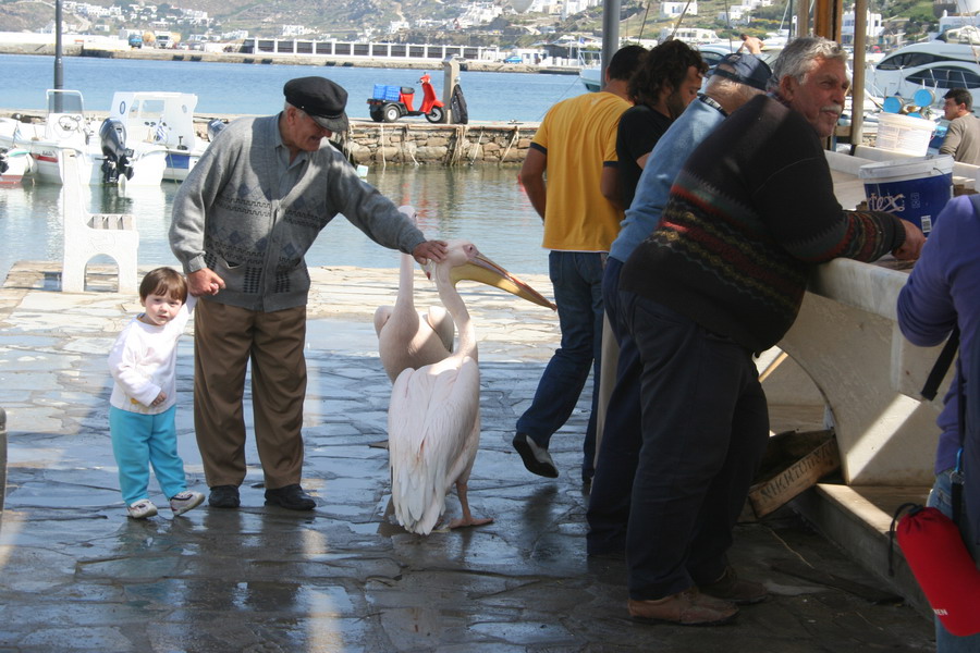  Pelikan Petros  maskota Mikonosa 